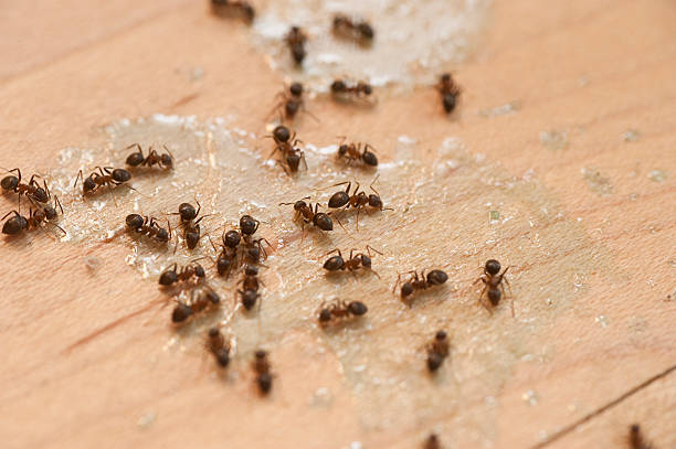 Reliable Hudsonville, MI Pest Control Solutions