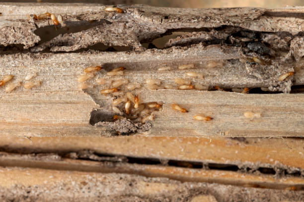 Best Pest Prevention Services  in Hudsonville, MI